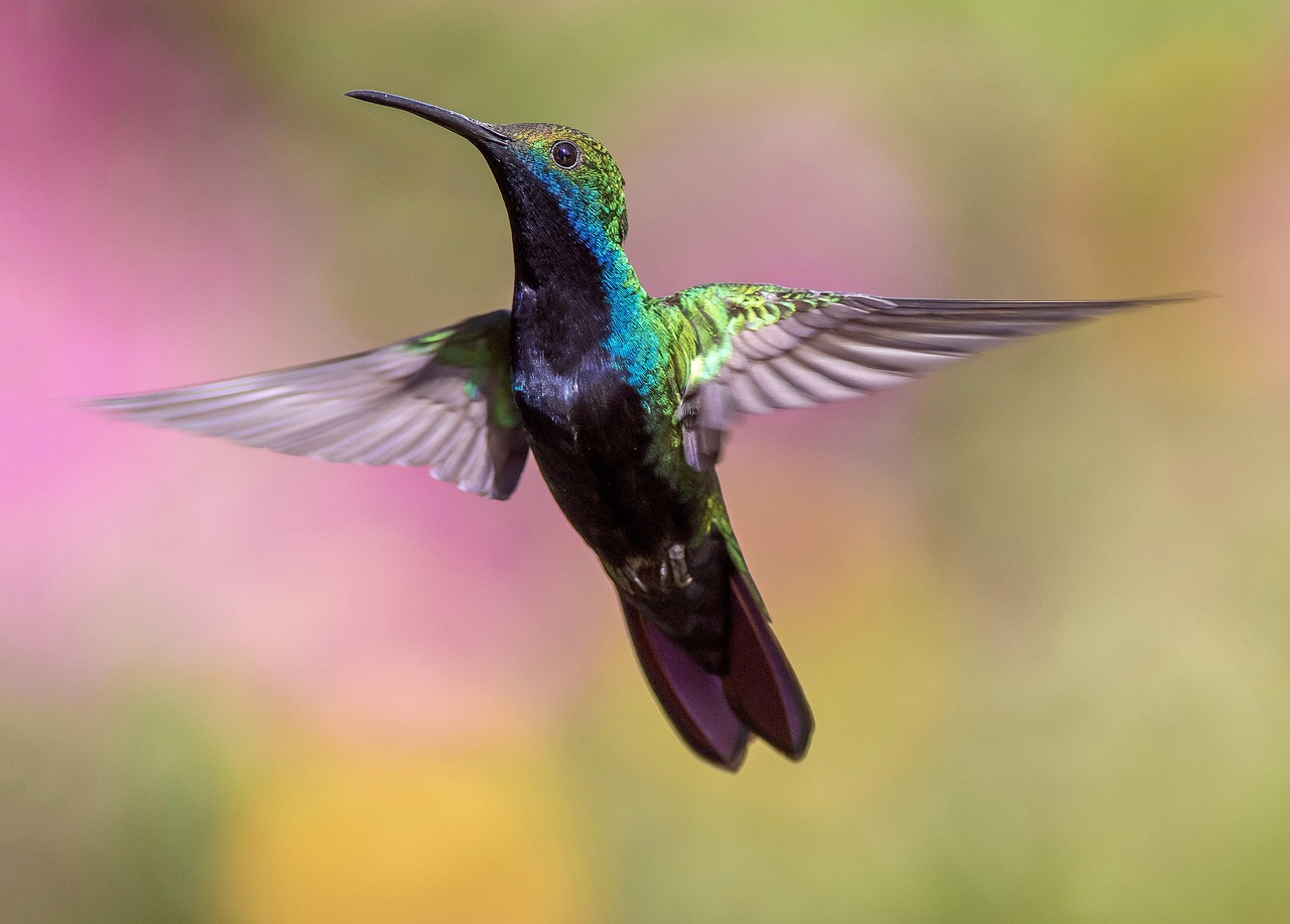 hummingbird, bird, flight-1854225.jpg